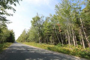 Hunting Land for Sale Northumberland