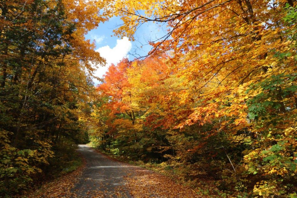 cottagelandforsaleHumphrey Dignam Land Land for Sale in Canada