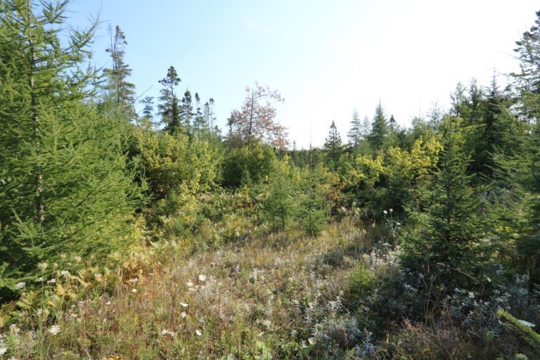 CapeBretonHuntingLandforSale Dignam Land Land for Sale in Canada
