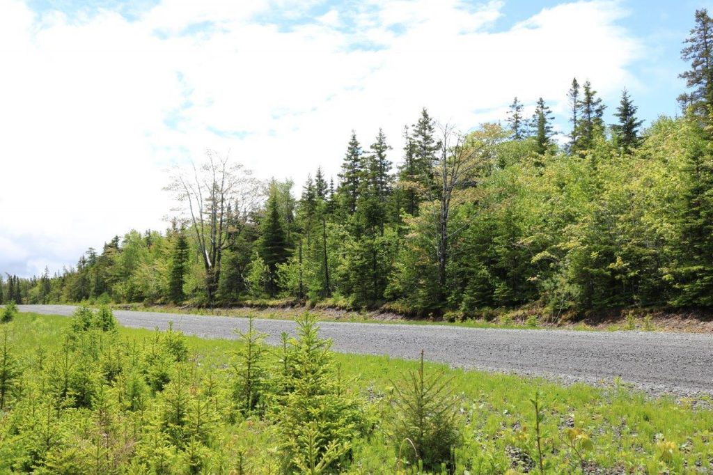 capebretonhuntingpropertyforsale Dignam Land Land for Sale in
