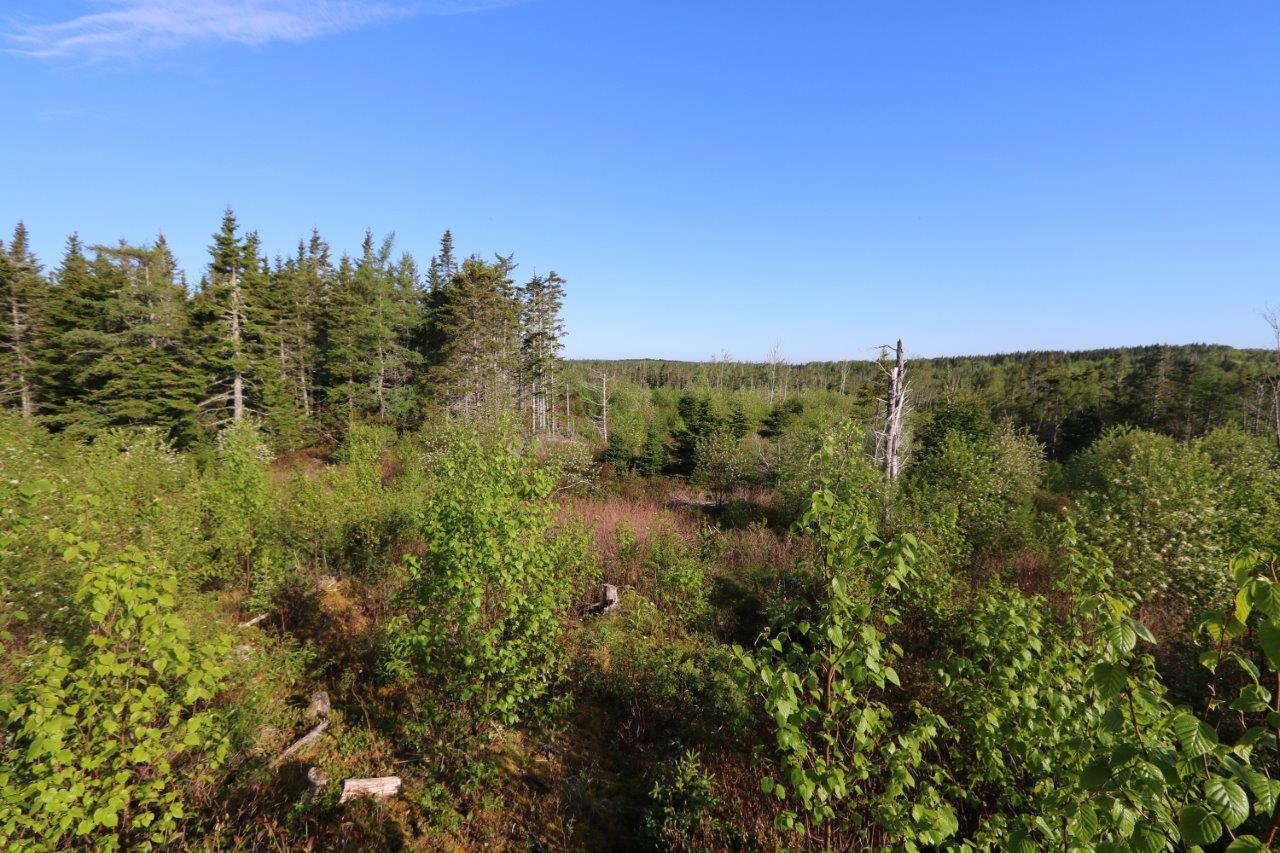 Meadow Land for Sale in Richmond County, Nova Scotia Dignam Land