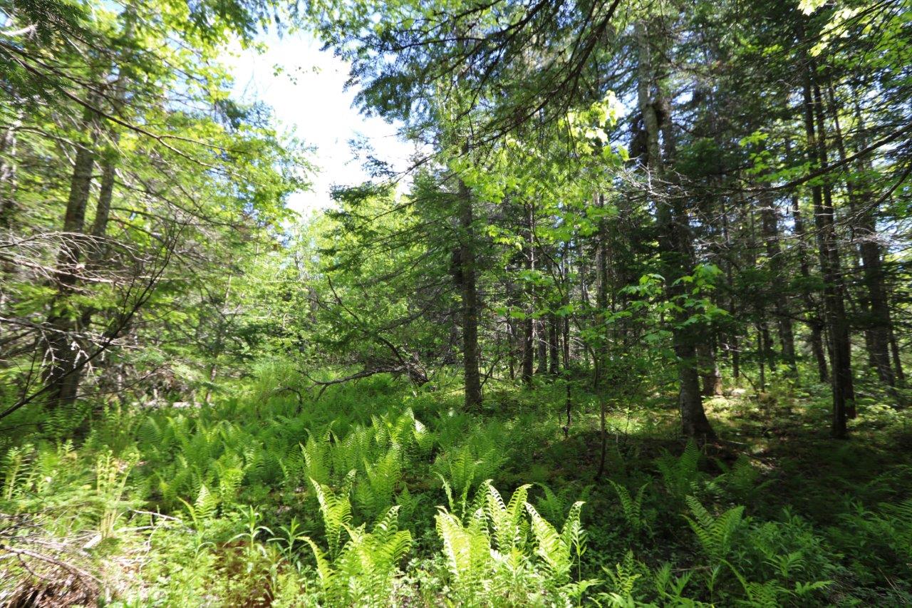 Land In Forest For Sale