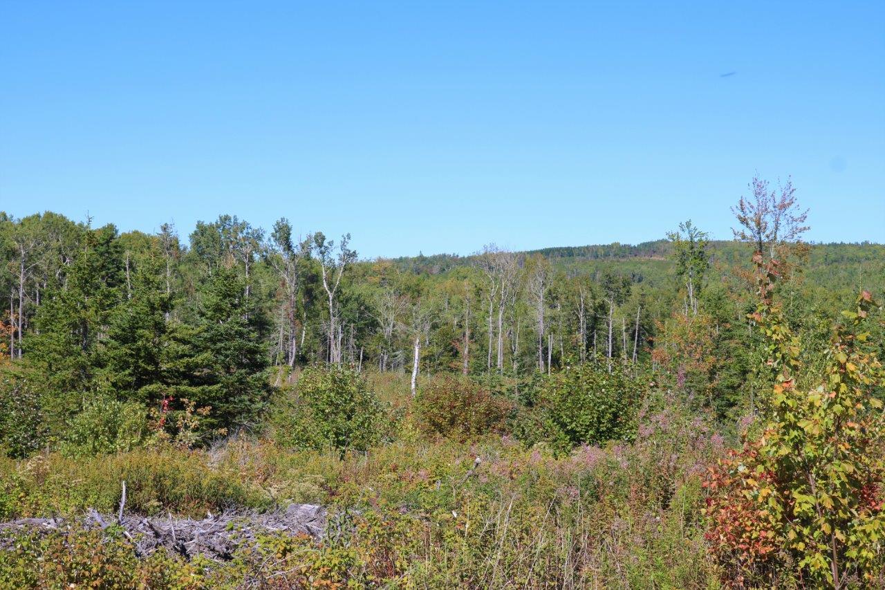 Land for Sale in Havelock, New Brunswick Dignam Land