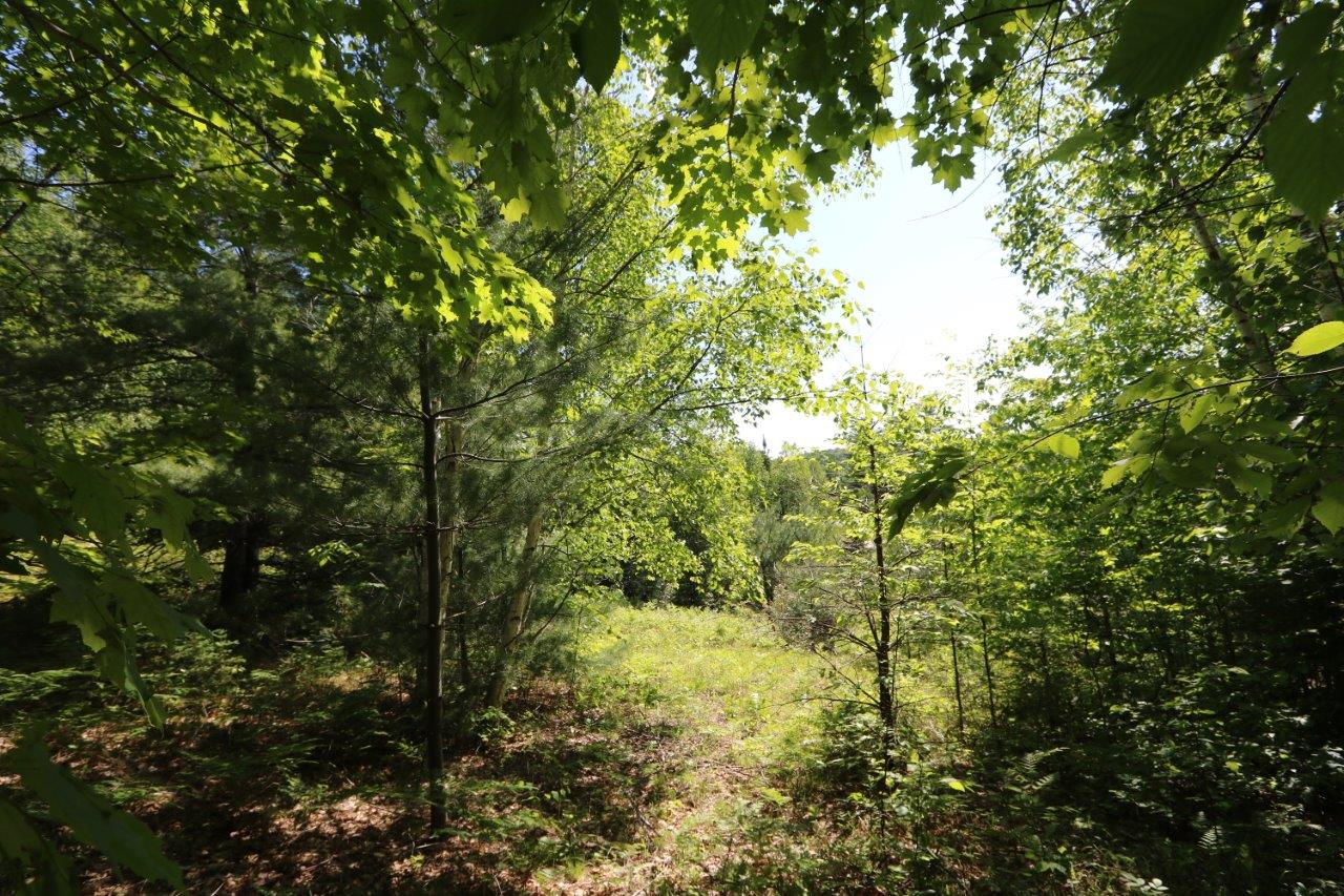 Forest Land for Sale in Hastings, Ontario Dignam Land