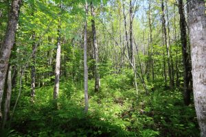 wooded lot for sale