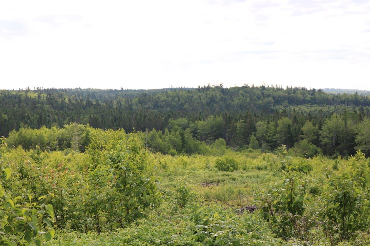 Forest Land for Sale in Wickham, New Brunswick Dignam Land
